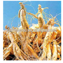 100% de ginseng siberiano de alta calidad